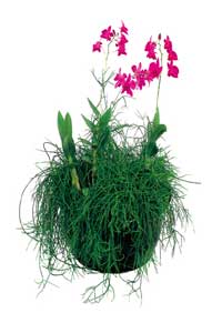 ارکیده دندروبیوم